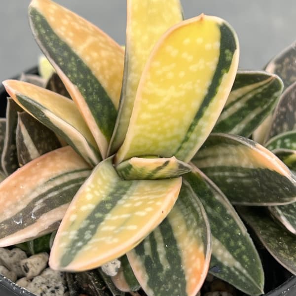 ガステリア：子宝錦（コダカラニシキ）　3号ポット