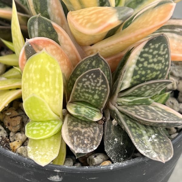 ガステリア：子宝錦（コダカラニシキ）　3号ポット