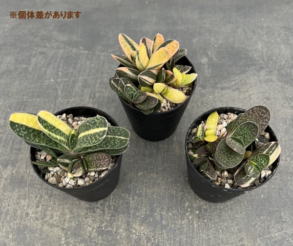 ガステリア：子宝錦（コダカラニシキ）　3号ポット