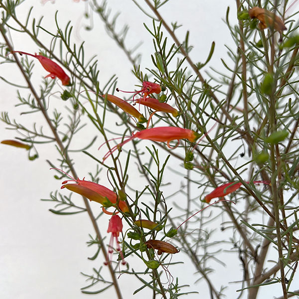 エレモフィラ：デシピエンス5号ポット