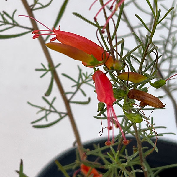 エレモフィラ：デシピエンス5号ポット