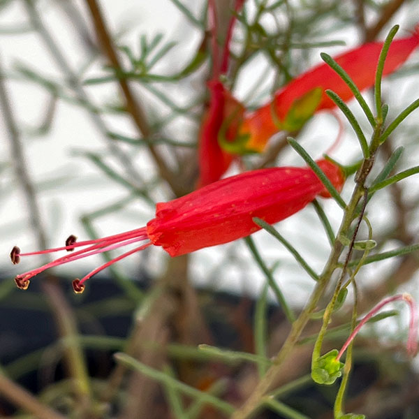 エレモフィラ：デシピエンス5号ポット