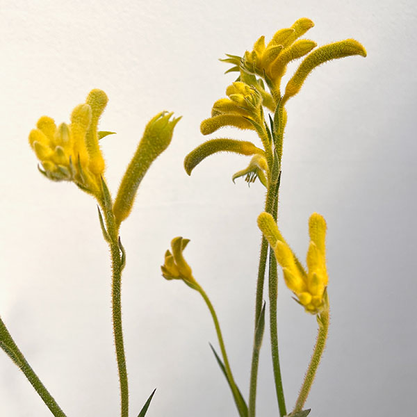 カンガルーポー：サンバースト5号鉢植え