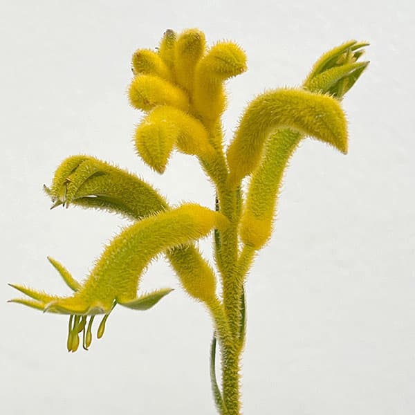 カンガルーポー：サンバースト5号鉢植え