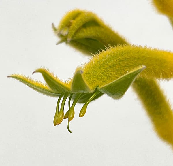 カンガルーポー：サンバースト5号鉢植え