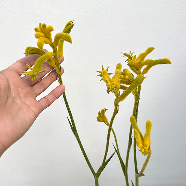 カンガルーポー：サンバースト5号鉢植え