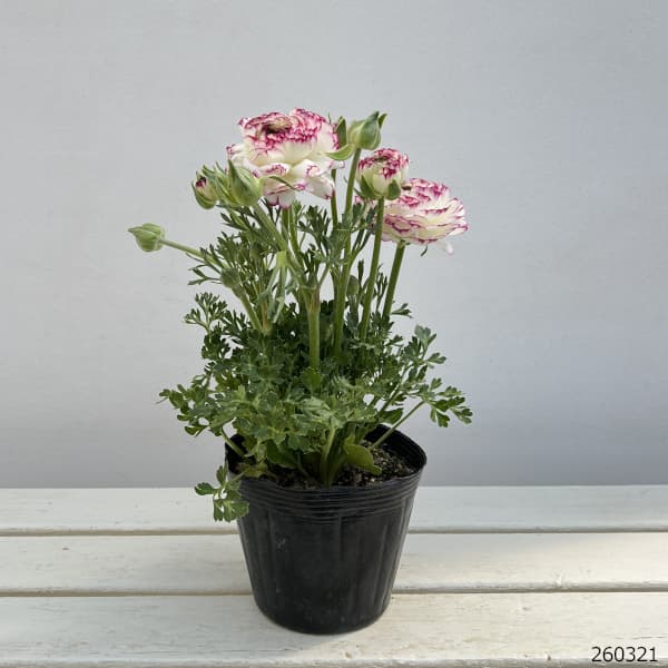 ラナンキュラス：スプリンクルス　バイオレットバイカラー4.5号ポット