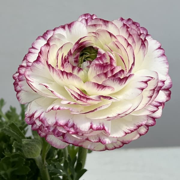 ラナンキュラス：スプリンクルス　バイオレットバイカラー4.5号ポット