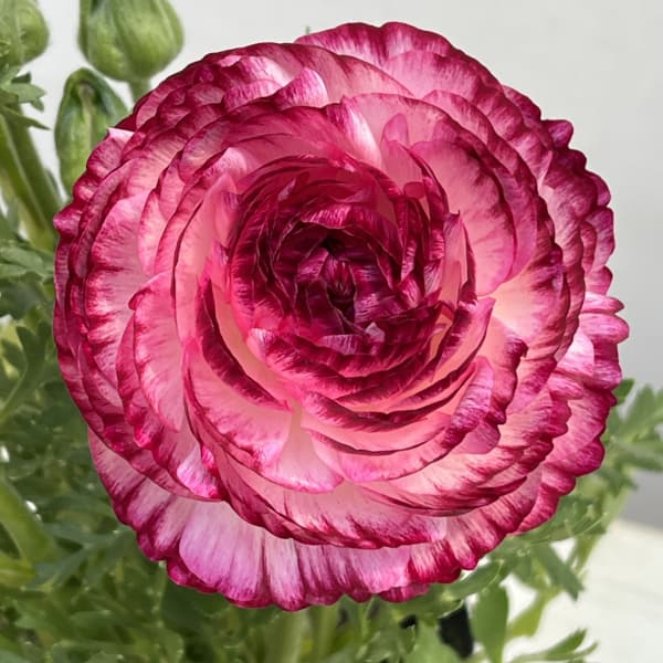 ラナンキュラス：スプリンクルス　バイオレットバイカラー4.5号ポット