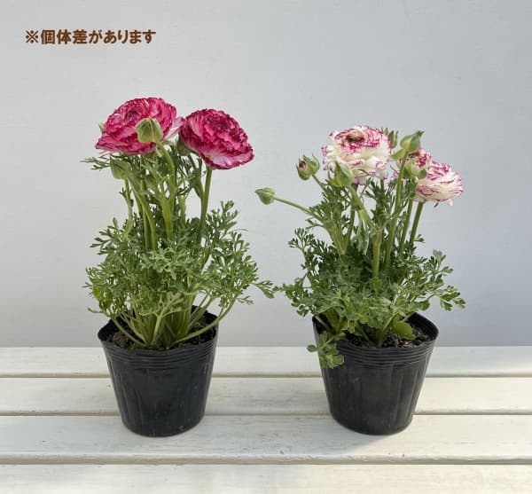 ラナンキュラス：スプリンクルス　バイオレットバイカラー4.5号ポット