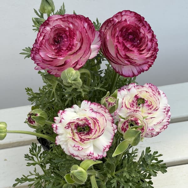 ラナンキュラス：スプリンクルス　バイオレットバイカラー4.5号ポット