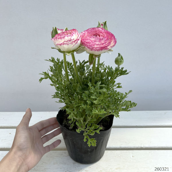 ラナンキュラス：スプリンクルス　ピンクバイカラー4.5号ポット