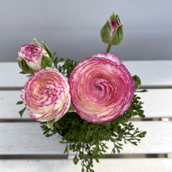 ラナンキュラス：スプリンクルス　ピンクバイカラー4.5号ポット