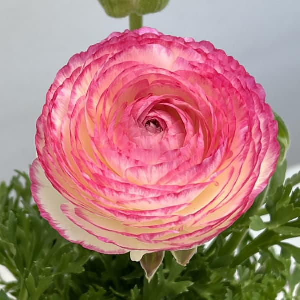 ラナンキュラス：スプリンクルス　ピンクバイカラー4.5号ポット