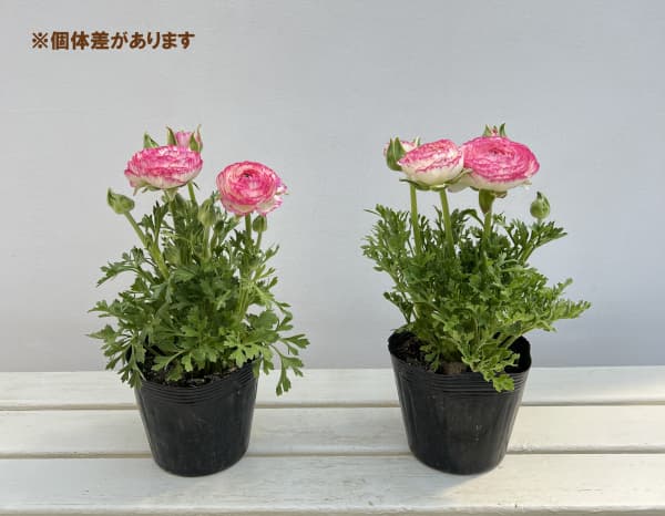ラナンキュラス：スプリンクルス　ピンクバイカラー4.5号ポット