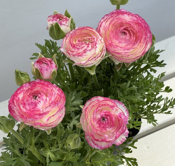 ラナンキュラス：スプリンクルス　ピンクバイカラー4.5号ポット