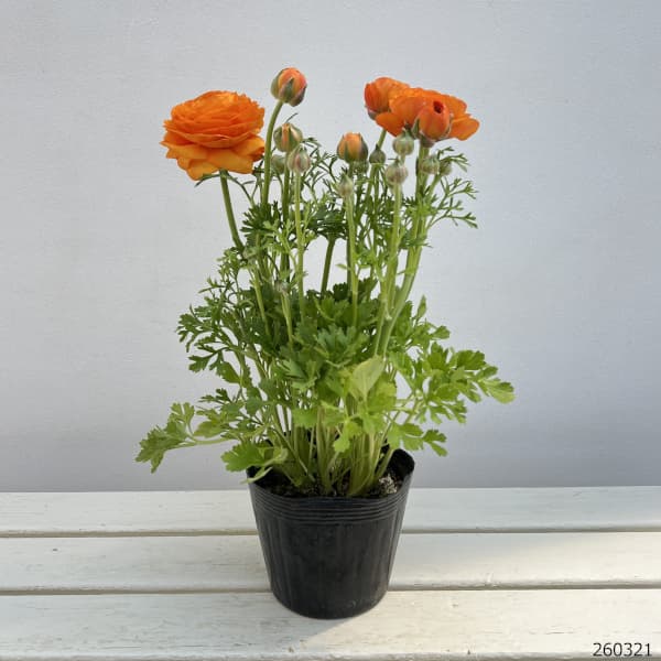 ラナンキュラス：スプリンクルス　オレンジシェード4.5号ポット