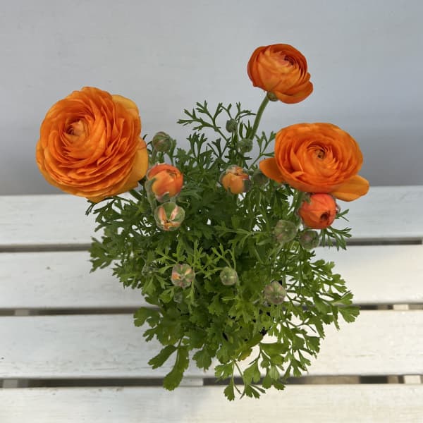 ラナンキュラス：スプリンクルス　オレンジシェード4.5号ポット