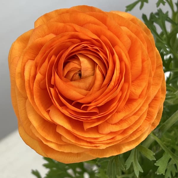 ラナンキュラス：スプリンクルス　オレンジシェード4.5号ポット