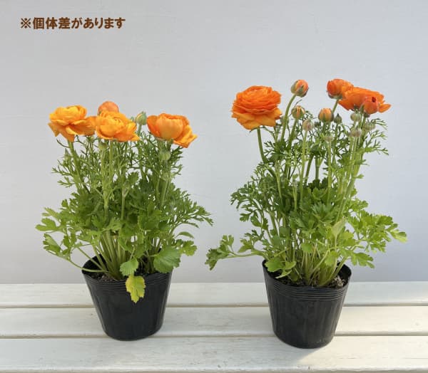 ラナンキュラス：スプリンクルス　オレンジシェード4.5号ポット