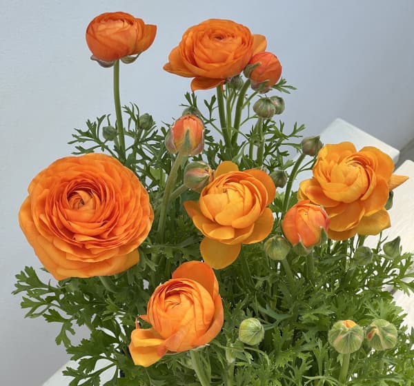 ラナンキュラス：スプリンクルス　オレンジシェード4.5号ポット