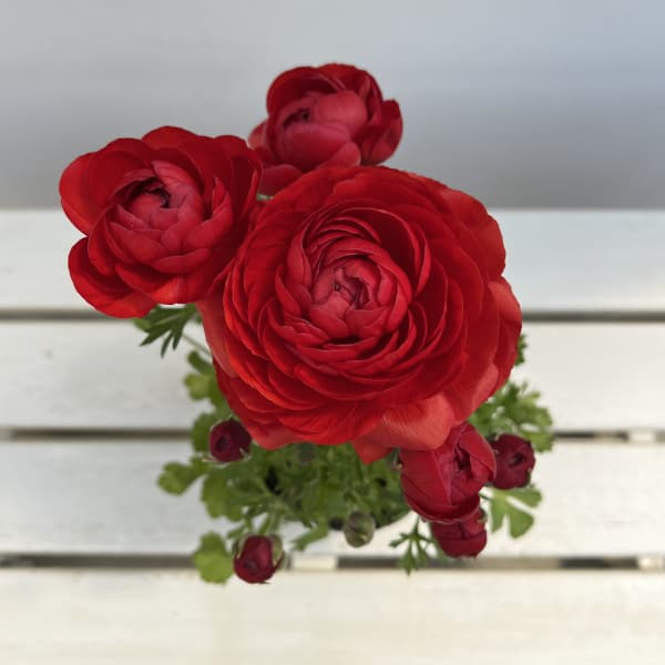 ラナンキュラス：スプリンクルス　レッドシェード4.5号ポット