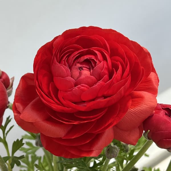 ラナンキュラス：スプリンクルス　レッドシェード4.5号ポット