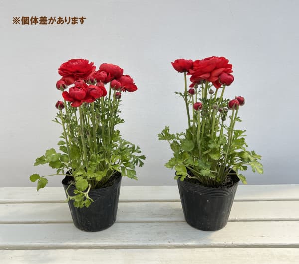 ラナンキュラス：スプリンクルス　レッドシェード4.5号ポット