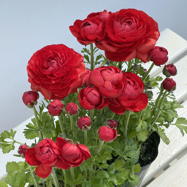 ラナンキュラス：スプリンクルス　レッドシェード4.5号ポット