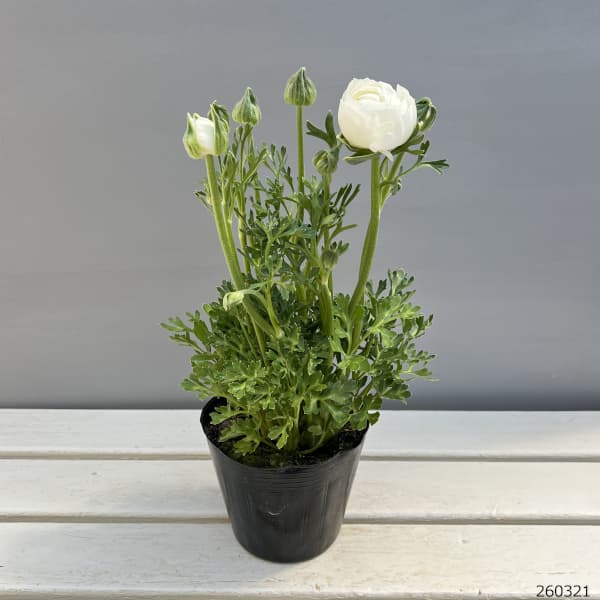 ラナンキュラス：スプリンクルス　ホワイトシェード4.5号ポット