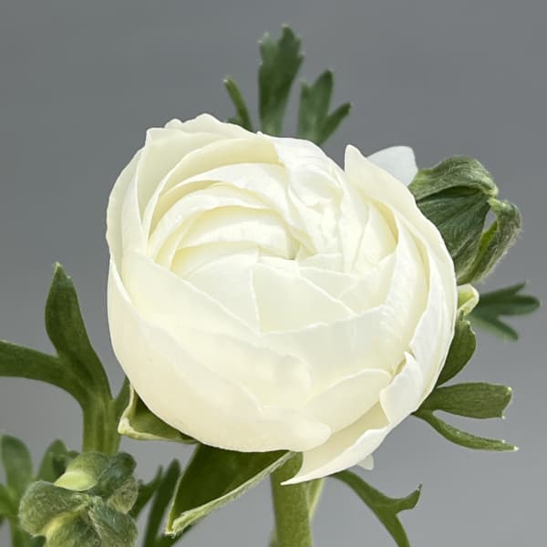 ラナンキュラス：スプリンクルス　ホワイトシェード4.5号ポット