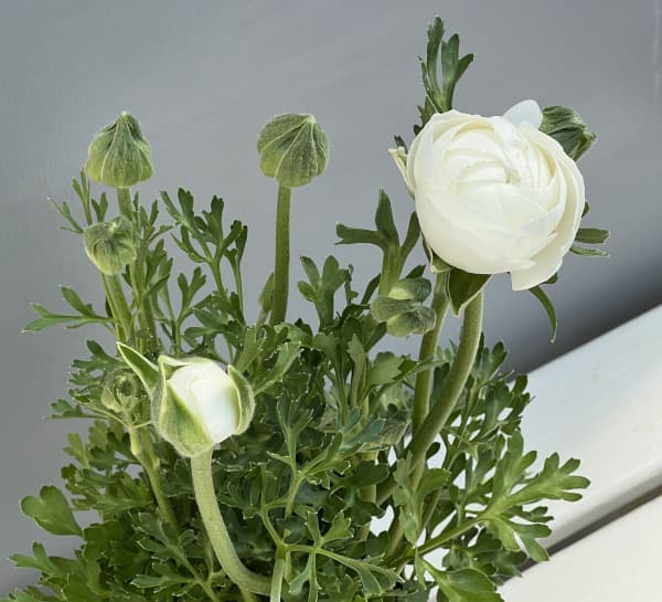 ラナンキュラス：スプリンクルス　ホワイトシェード4.5号ポット