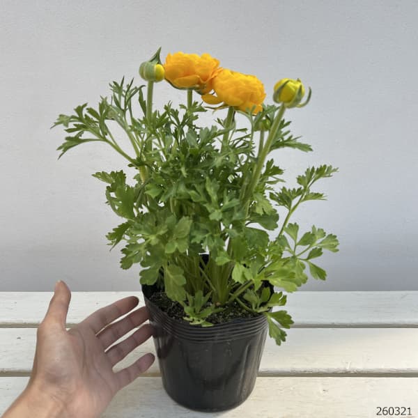 ラナンキュラス：スプリンクルス　イエロー4.5号ポット