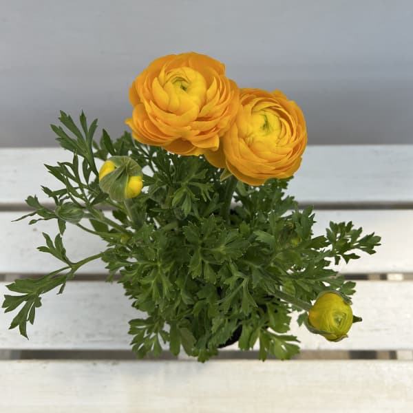 ラナンキュラス：スプリンクルス　イエロー4.5号ポット