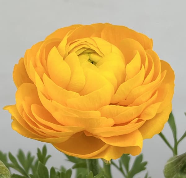 ラナンキュラス：スプリンクルス　イエロー4.5号ポット