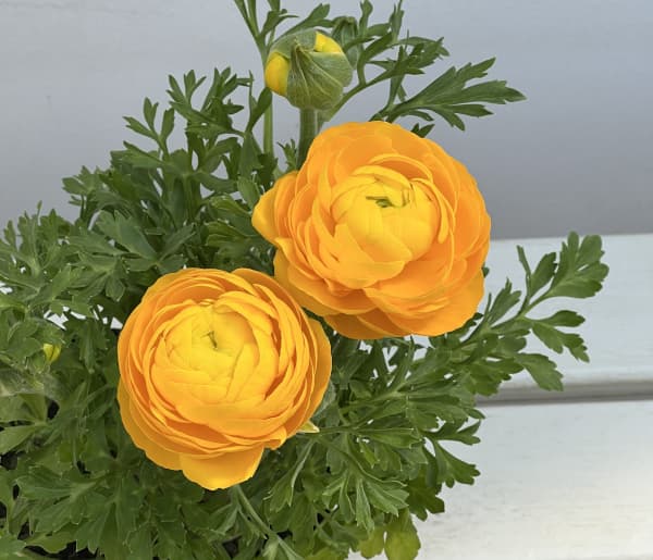 ラナンキュラス：スプリンクルス　イエロー4.5号ポット