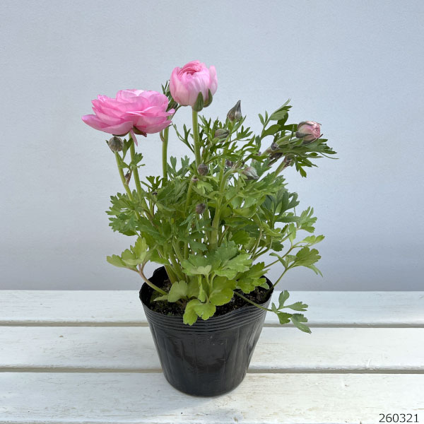 ラナンキュラス：スプリンクルス　ピンクシェード4.5号ポット