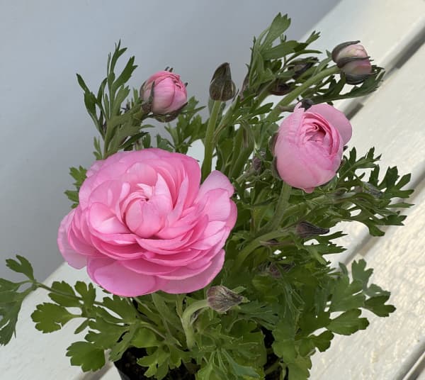 ラナンキュラス：スプリンクルス　ピンクシェード4.5号ポット