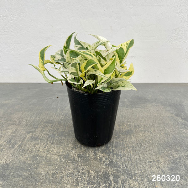 ポトス：エクセレント　3.5号ポット