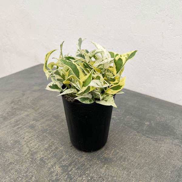 ポトス：エクセレント　3.5号ポット