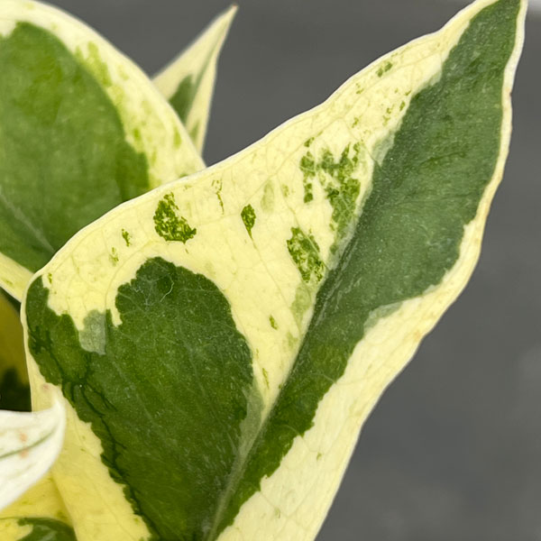 ポトス：エクセレント　3.5号ポット