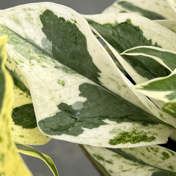 ポトス：エクセレント　3.5号ポット