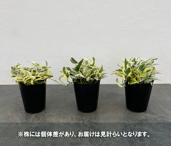 ポトス：エクセレント　3.5号ポット