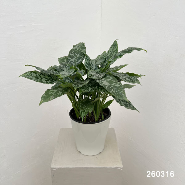 スキスマトグロッティス：ＳＰタイランド　5号鉢植え