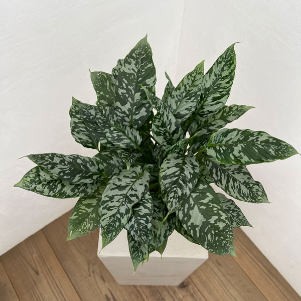 スキスマトグロッティス：ＳＰタイランド　5号鉢植え