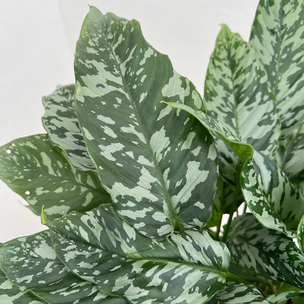 スキスマトグロッティス：ＳＰタイランド　5号鉢植え