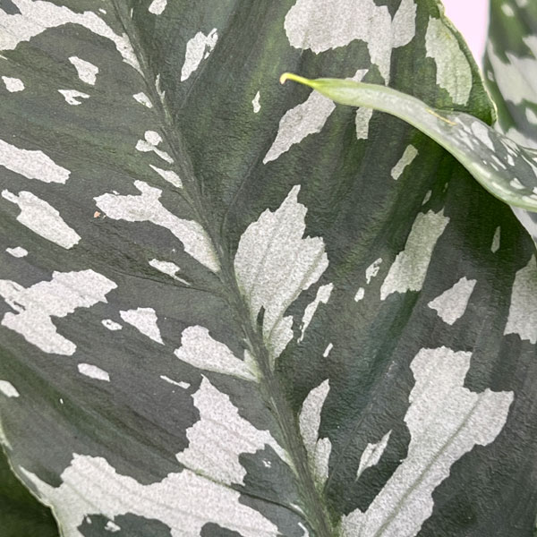 スキスマトグロッティス：ＳＰタイランド　5号鉢植え