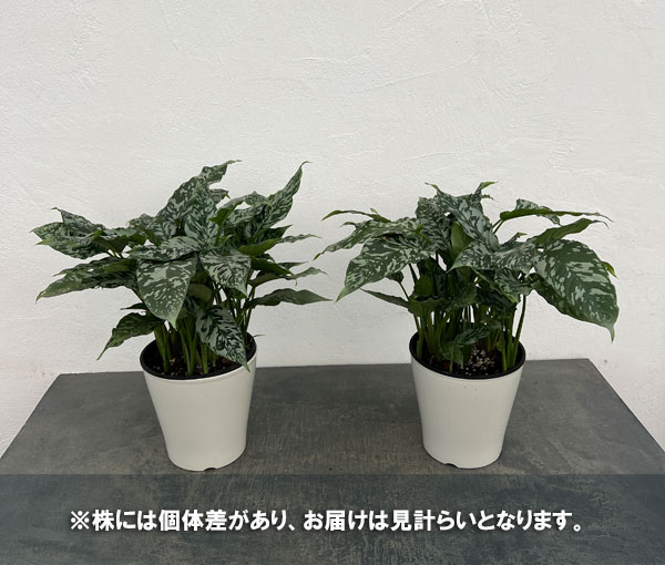 スキスマトグロッティス：ＳＰタイランド　5号鉢植え