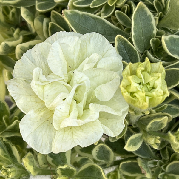 ペチュニア：ホワイトメモリーズ4.5号ポット 3株セット