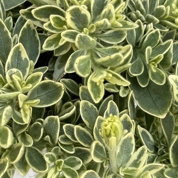 ペチュニア：ホワイトメモリーズ4.5号ポット 3株セット